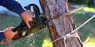Best Tree Fertilization  in Riverside, CA