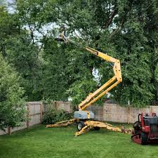 Trusted Riverside, CA Tree Care Experts