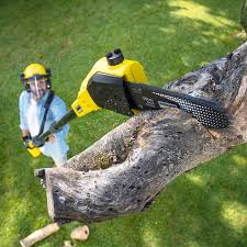 Best Tree Health Inspection  in Riverside, CA