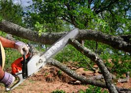 Reliable Riverside, CA Tree Care Solutions