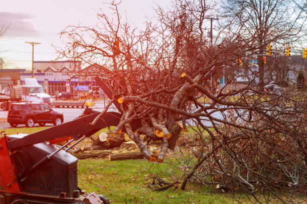 Best Emergency Tree Removal  in Riverside, CA