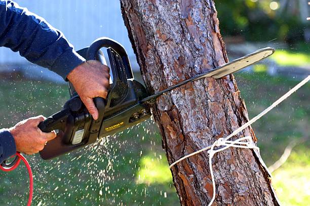 Best Fruit Tree Pruning  in Riverside, CA
