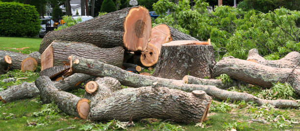 Best Hazardous Tree Removal  in Riverside, CA