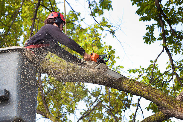 Best Tree Health Inspection  in Riverside, CA