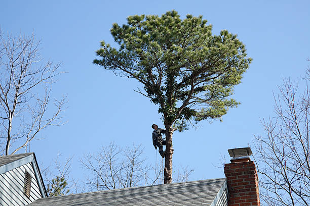 Best Leaf Removal  in Riverside, CA