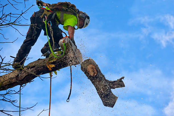Best Firewood Processing and Delivery  in Riverside, CA